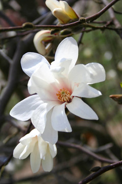 木蘭花。