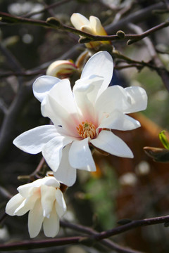 木蘭花。