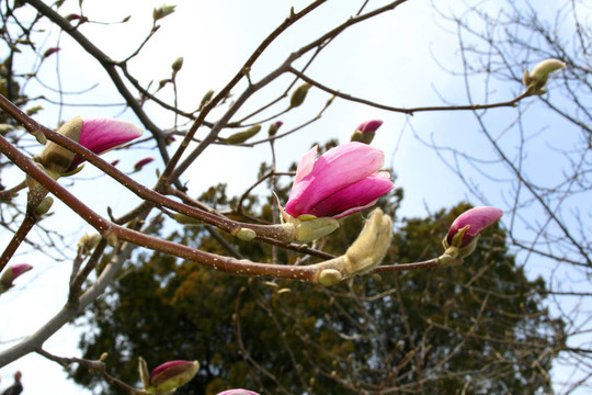 木蘭花。