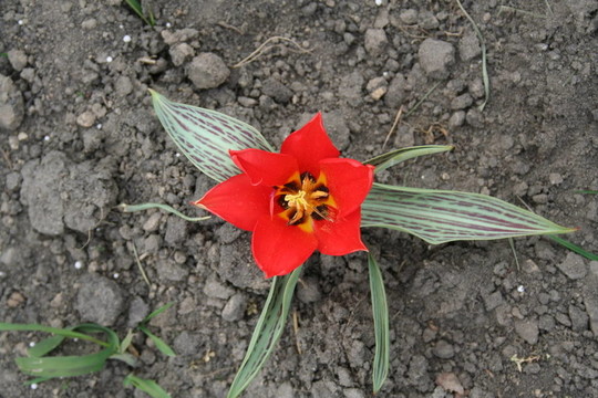 美麗的郁金香花