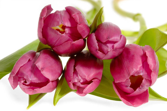 粉色郁金香花束