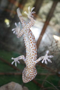 gekkon