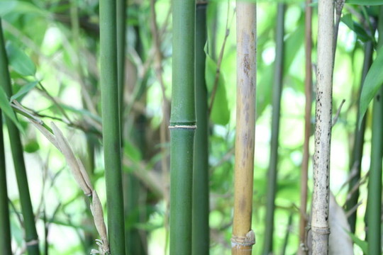 竹