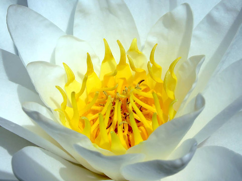 水蓮花
