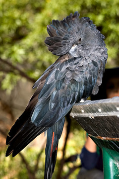 光滑的黑鳳頭鸚鵡
