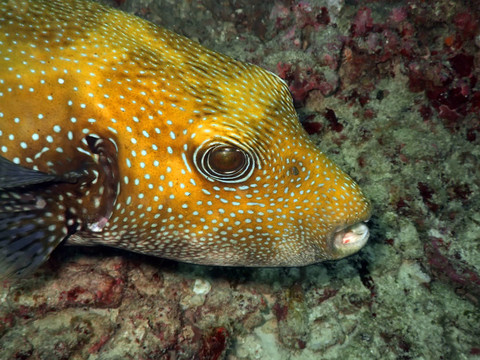 熱帶魚(yú)
