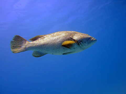 石斑魚(yú)