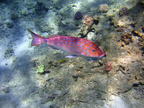 熱帶魚(yú)