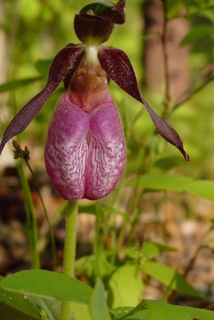 Slipper Orchid夫人