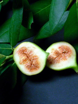 開(kāi)放的無(wú)花果