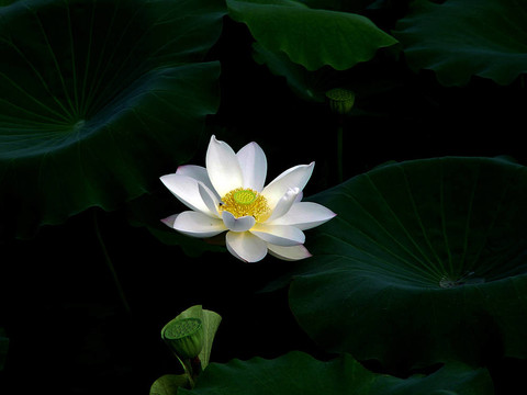 白蓮花