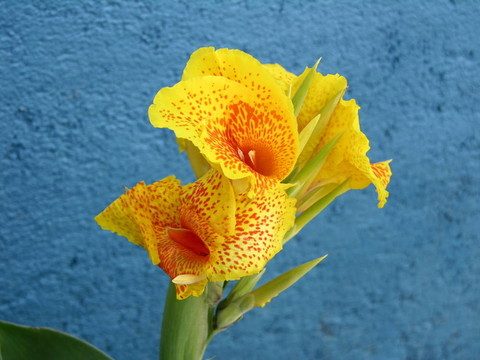 蘭花花