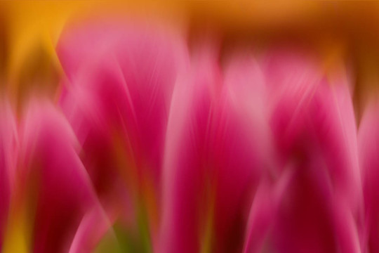 摘要花