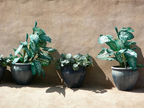 植物和Adobe