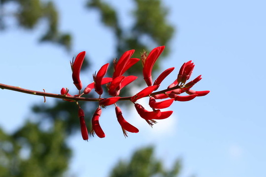 紅色的Bell Flowers