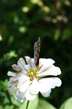 蝴蝶花