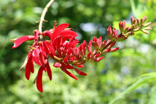 紅色的Bell Flowers