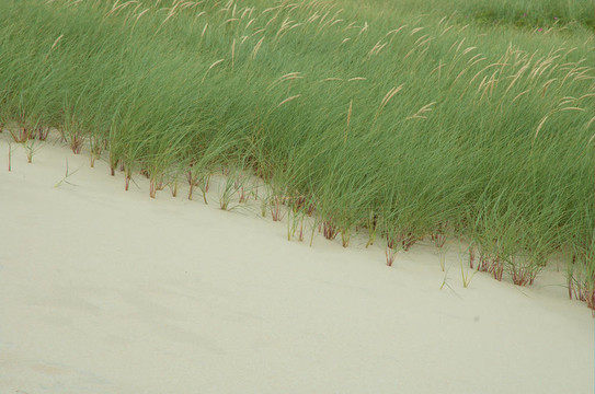 dunegrass