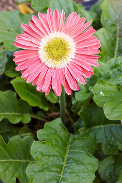 粉色非洲菊
