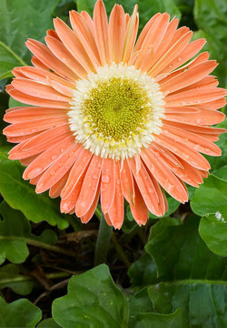 橙色非洲菊