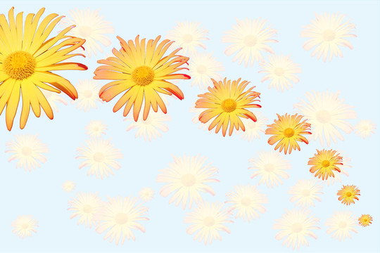 雛菊