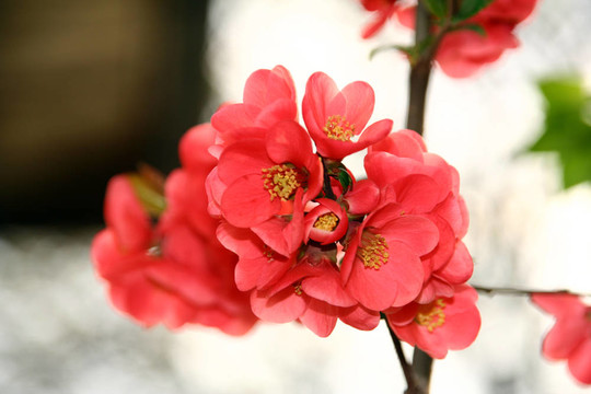 蘋果花