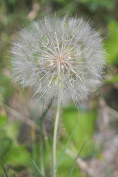 蒲公英的轉(zhuǎn)變