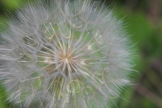 轉(zhuǎn)化的煙花