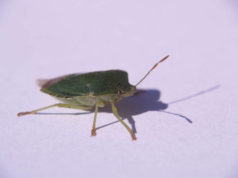 1盾的bug