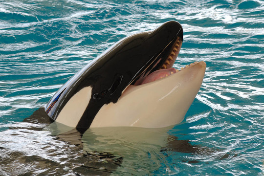 微笑killerwhale