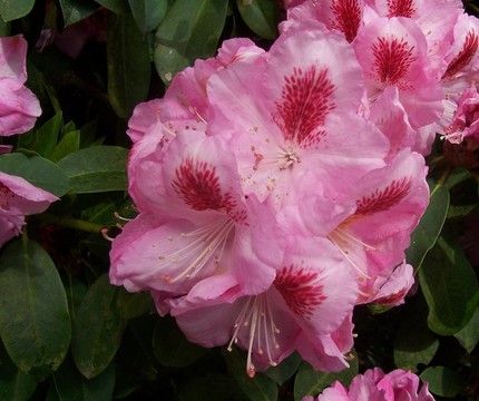 粉杜鵑花