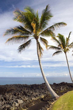 夏威夷棕櫚和Beach