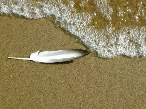 海灘上的羽毛