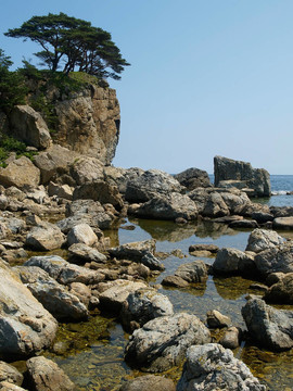 有松樹的巖石海岸