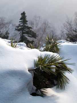 雪覆蓋松樹枝
