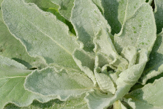 毛蕊花的草本植物