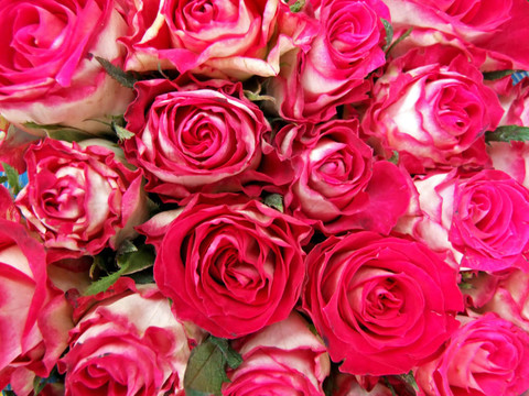 粉薔薇