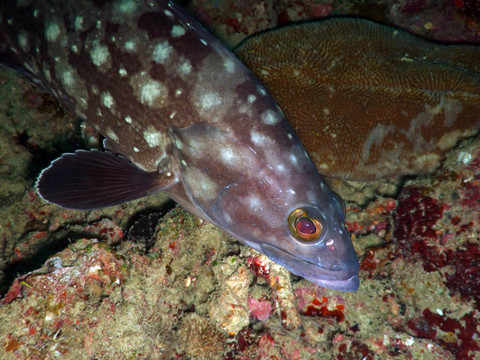 熱帶魚。