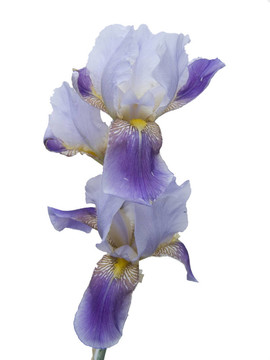 鳶尾花一束