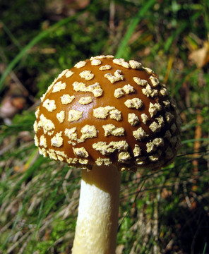 粉木耳蘑菇