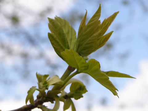 年輕的楓樹(shù)芽