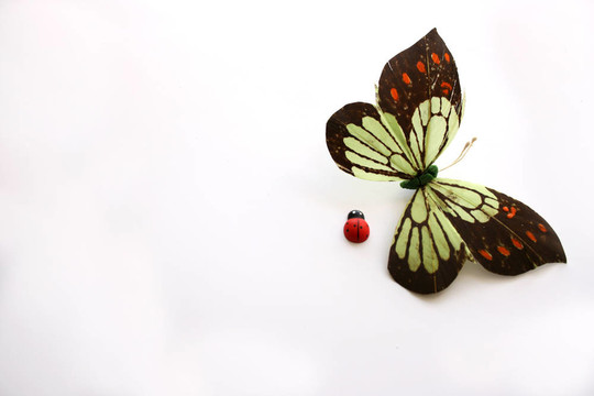 蝴蝶和Lady Bug
