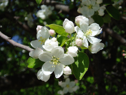 蘋(píng)果樹(shù)開(kāi)花