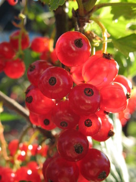 紅醋栗