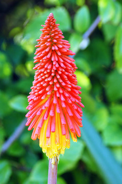 火炬花northiae花