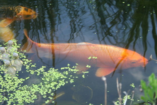 池塘和大金魚。
