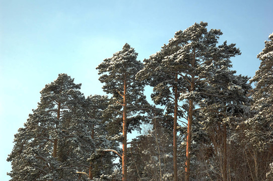 雪樹