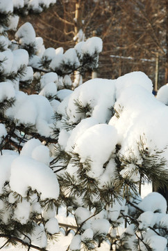 雪樹