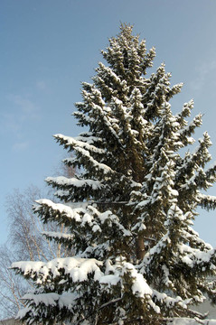 snowes松