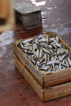 抓魚